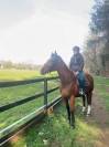 Vendita Cavallo Olandese