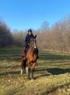 Vendita Cavallo Olandese