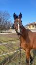 Vendita Cavallo Olandese