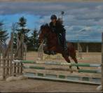 Poney C, hongre de 7 ans,  connemara part bred