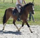 SUPER PONEY