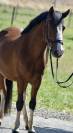 SUPER PONEY