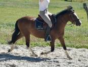 SUPER PONEY