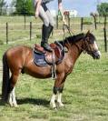 SUPER PONEY