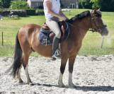 SUPER PONEY