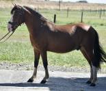 SUPER PONEY