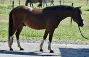 SUPER PONEY