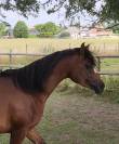 POULAIN PS ARABE 2 ANS