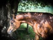 POULAIN PS ARABE 2 ANS