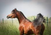POULAIN PS ARABE 2 ANS