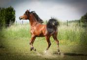 POULAIN PS ARABE 2 ANS