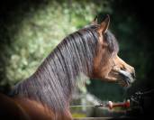 POULAIN PS ARABE 2 ANS