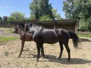 Jument baie foncée - origine dressage 