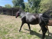 Jument baie foncée - origine dressage 
