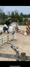 Poney à louer 