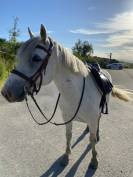 Poney à louer 