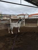 Pony 120 cm