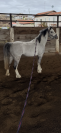 Pony 120 cm