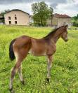 Pouliche par Stakkatol x Balou du Rouet 