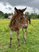 Pouliche par Stakkatol x Balou du Rouet 