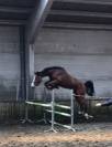 Excellente pouliche Zangersheide de 2 ans 1/2