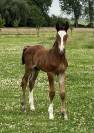 Excellente pouliche Zangersheide de 2 ans 1/2