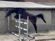 Très chouette jument kwpn de 4 ans, 1m57