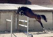 Très chouette jument kwpn de 4 ans, 1m57