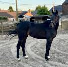 Très chouette jument kwpn de 4 ans, 1m57