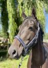 Très chouette jument kwpn de 4 ans, 1m57