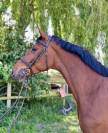 Caballo castrado Zangersheide En venta 2020 Bayo
