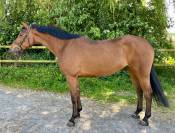 Caballo castrado Zangersheide En venta 2020 Bayo