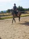 Jument pp chic douce allante pour sport et loisir ++