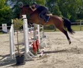 Excellent hongre, sBs, 1m75, 6 ans 