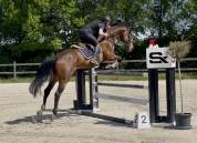 Excellent hongre, sBs, 1m75, 6 ans 
