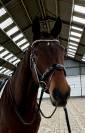 Excellent hongre, sBs, 1m75, 6 ans 