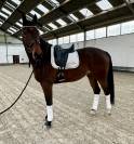 Excellent hongre, sBs, 1m75, 6 ans 