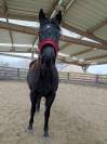 Jument paint horse RELAX 