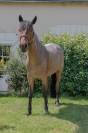 Connemara PP 9 ans