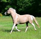 Cheval de loisir 