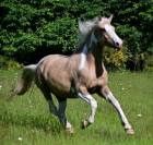 Cheval de loisir 