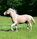 Cheval de loisir 