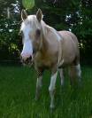Cheval de loisir 