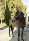 Jument de cso 13 ans a vendre 