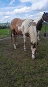 Entier Paint horse 