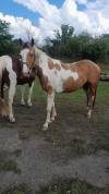 Entier Paint horse 