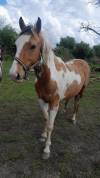 Entier Paint horse 