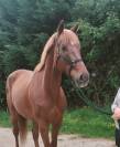 Top cheval de concours 