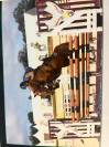 Top cheval de concours 
