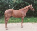 Top cheval de concours 